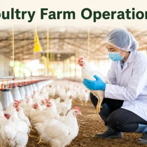 Professional banner showing Poultry Farm Operations with modern poultry farming visuals